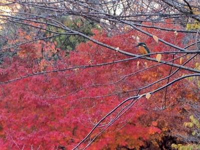 紅葉とカワセミ