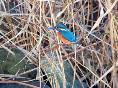 カワセミ
