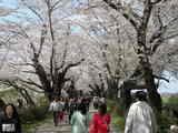 薪ストーブ桜