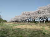 薪ストーブ桜