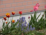 薪ストーブの灰とお花