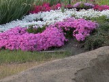 薪ストーブと灰とお花
