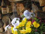 薪ストーブと灰とお花３