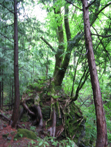 薪ストーブ　二軒小屋