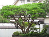 090731目黒青島邸採寸 007