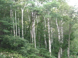 ＳＤ2保存０９０８１１ 723