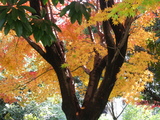 091125町田 008