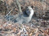 ニホンカモシカ