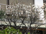 煙突新規１期施工横浜 014