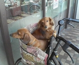 犬