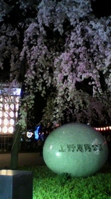薪ストーブと桜