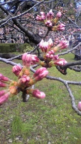 薪と桜