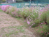 薪ストーブ　船橋市　４