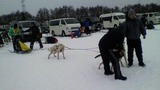 薪ストーブ屋犬ぞりに挑戦