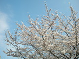巻ストーブ　桜