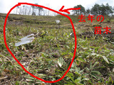 薪ストーブ　植樹祭　５