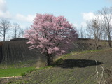 2011春葛巻植樹祭 066