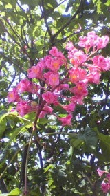 薪ストーブとお花