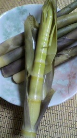 薪ストーブで筍