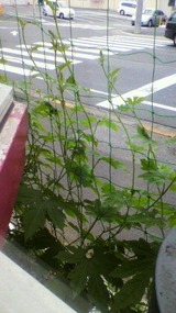 薪ストーブ、ランチ