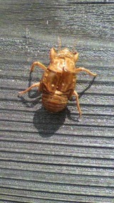 薪と夏の名残り