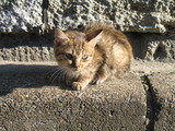 薪ストーブ　猫