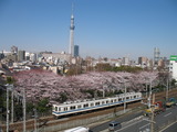 薪ストーブ　桜　１