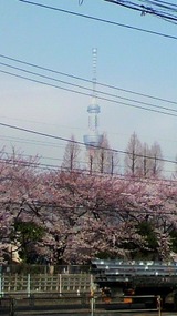 薪ストーブと桜