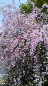 薪と桜