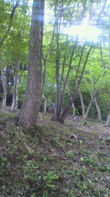 薪の里山