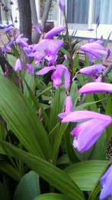 薪ストーブとお花